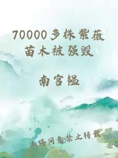 70000多株紫薇苗木被强毁